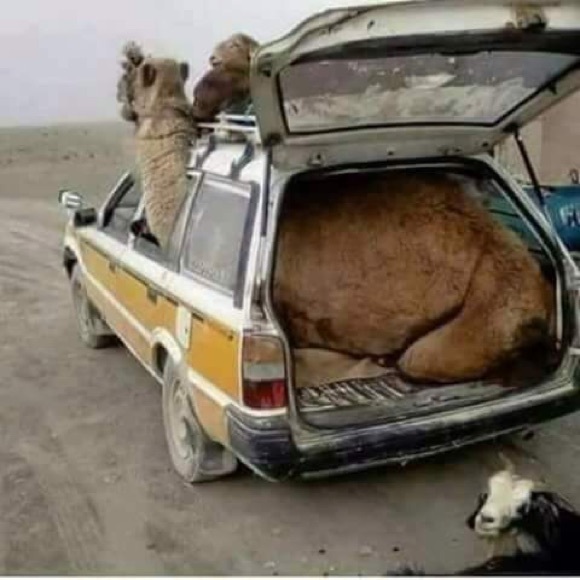 Meet your Posher, Ayad - Picture 1 of 3